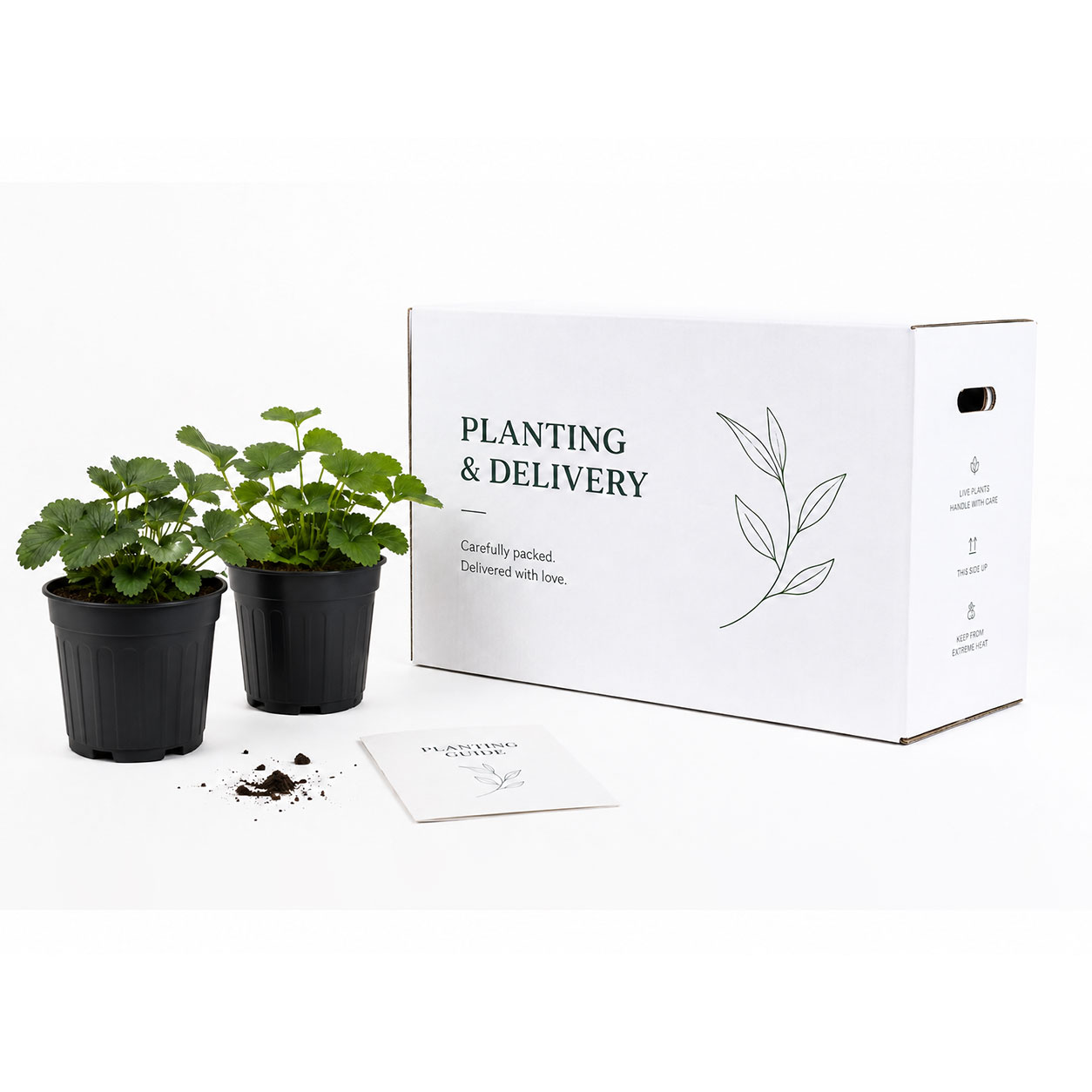Bespoke Packaging Box Layout