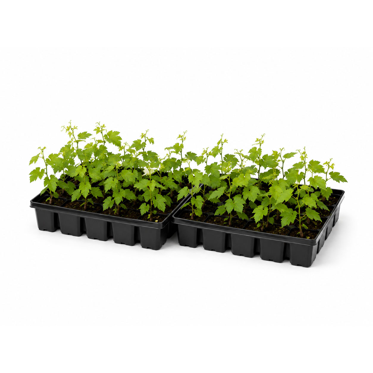 Starter Trays Unit