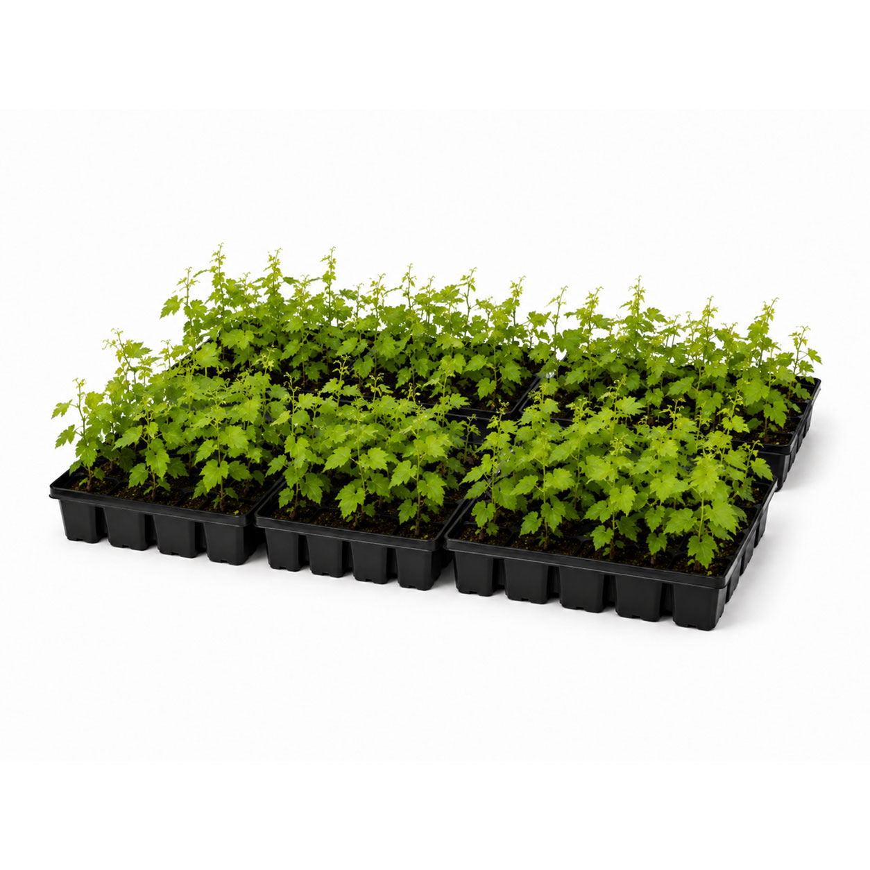 Commercial Multi Tray Stack