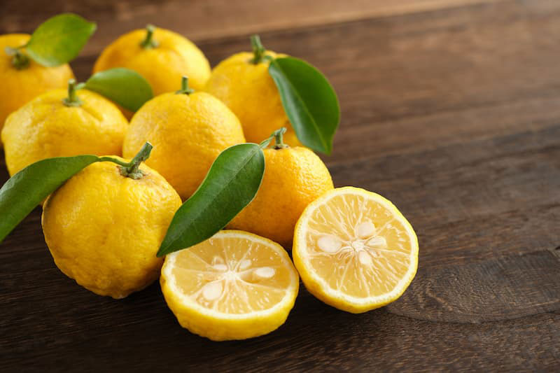 Harvested Fresh Yuzu Citrus