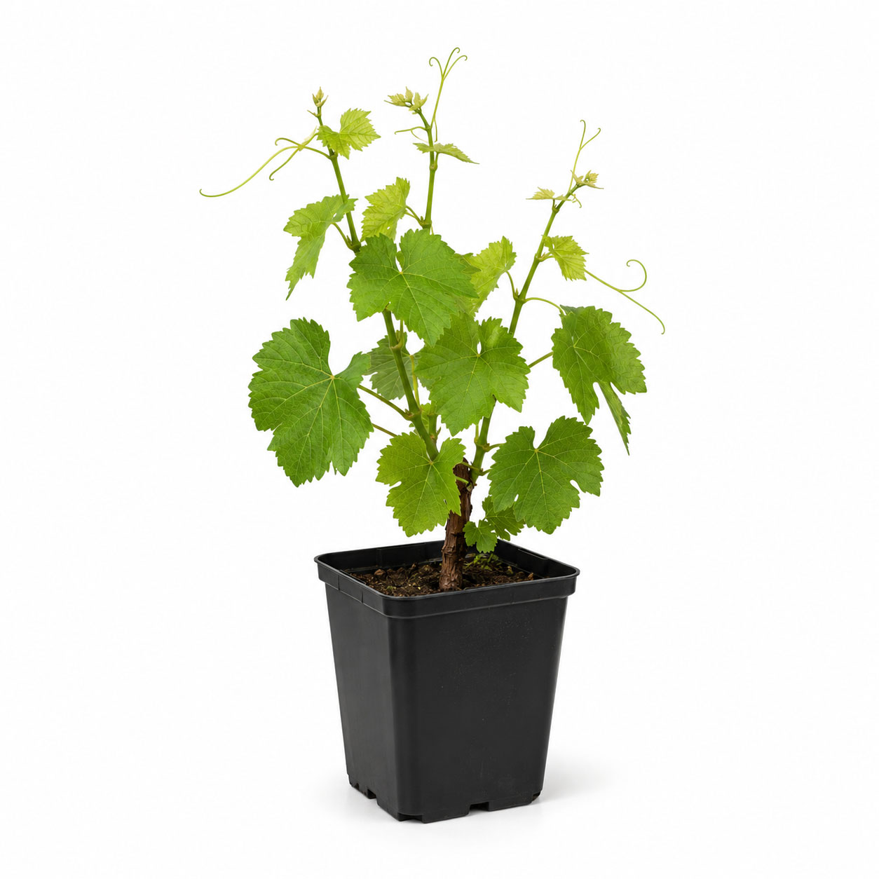 Premium Rooted Vine